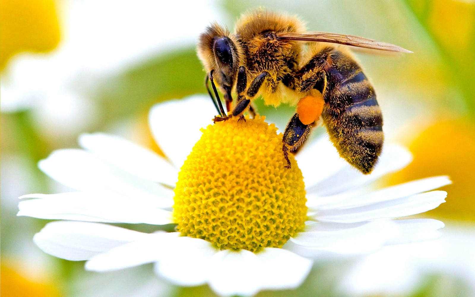 Le api e il riscaldamento globale