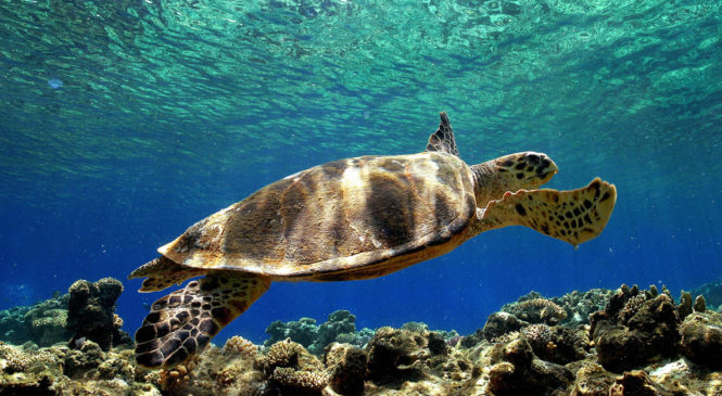 Il mistero delle tartarughe Caretta Caretta decapitate