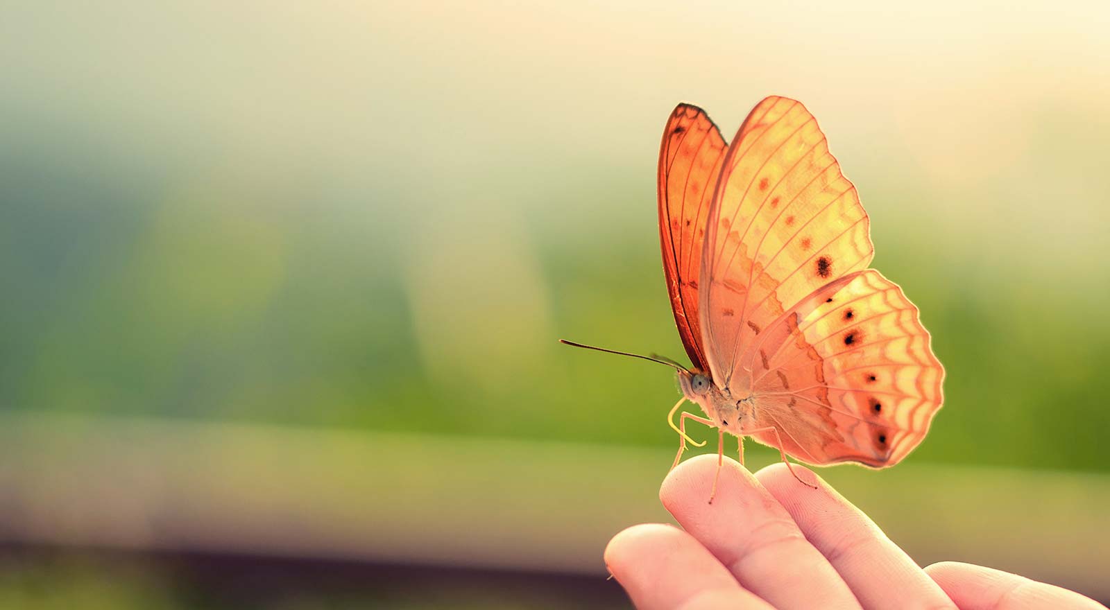 La salute dell’ambiente e le farfalle