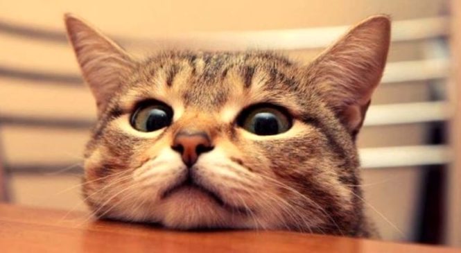 I gatti conoscono il proprio nome?