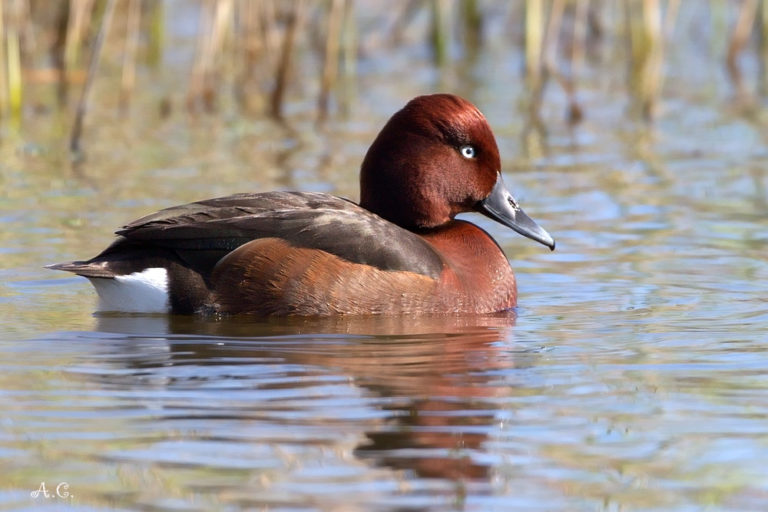 Le 10 specie a rischio estinzione in Italia Lega Nazionale per la Difesa del Cane