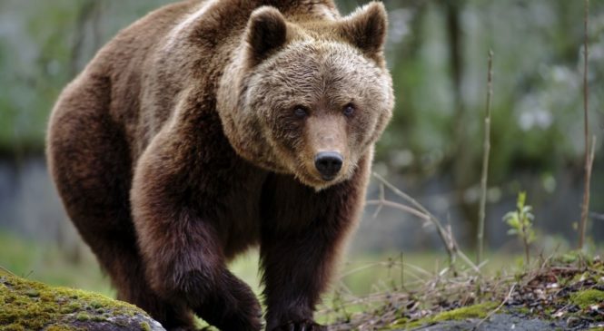Le 10 specie a rischio estinzione in Italia