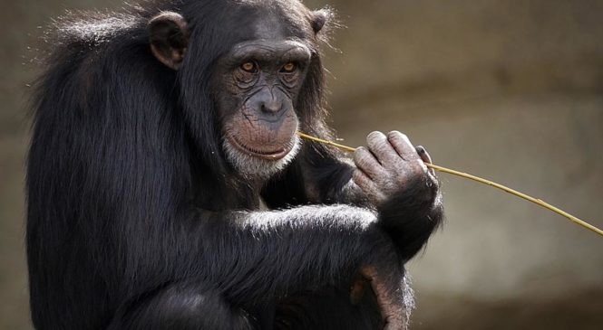 Gli scimpanzé stanno perdendo le loro “tradizioni”