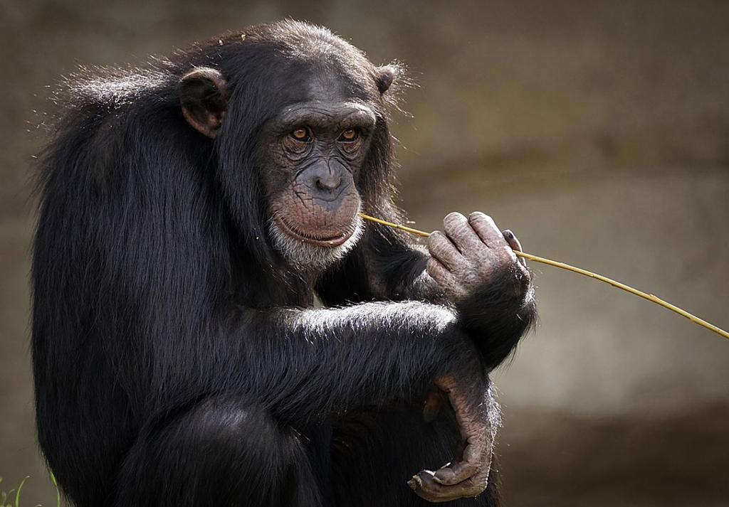 Gli scimpanzé stanno perdendo le loro “tradizioni”