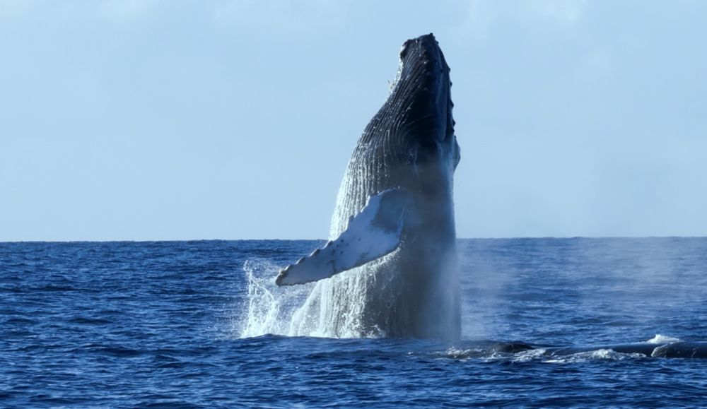 Il canto delle balene