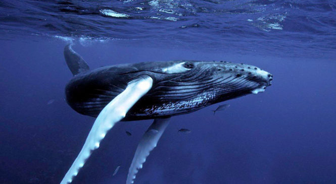Il canto delle balene nelle registrazioni di Pattern Radio