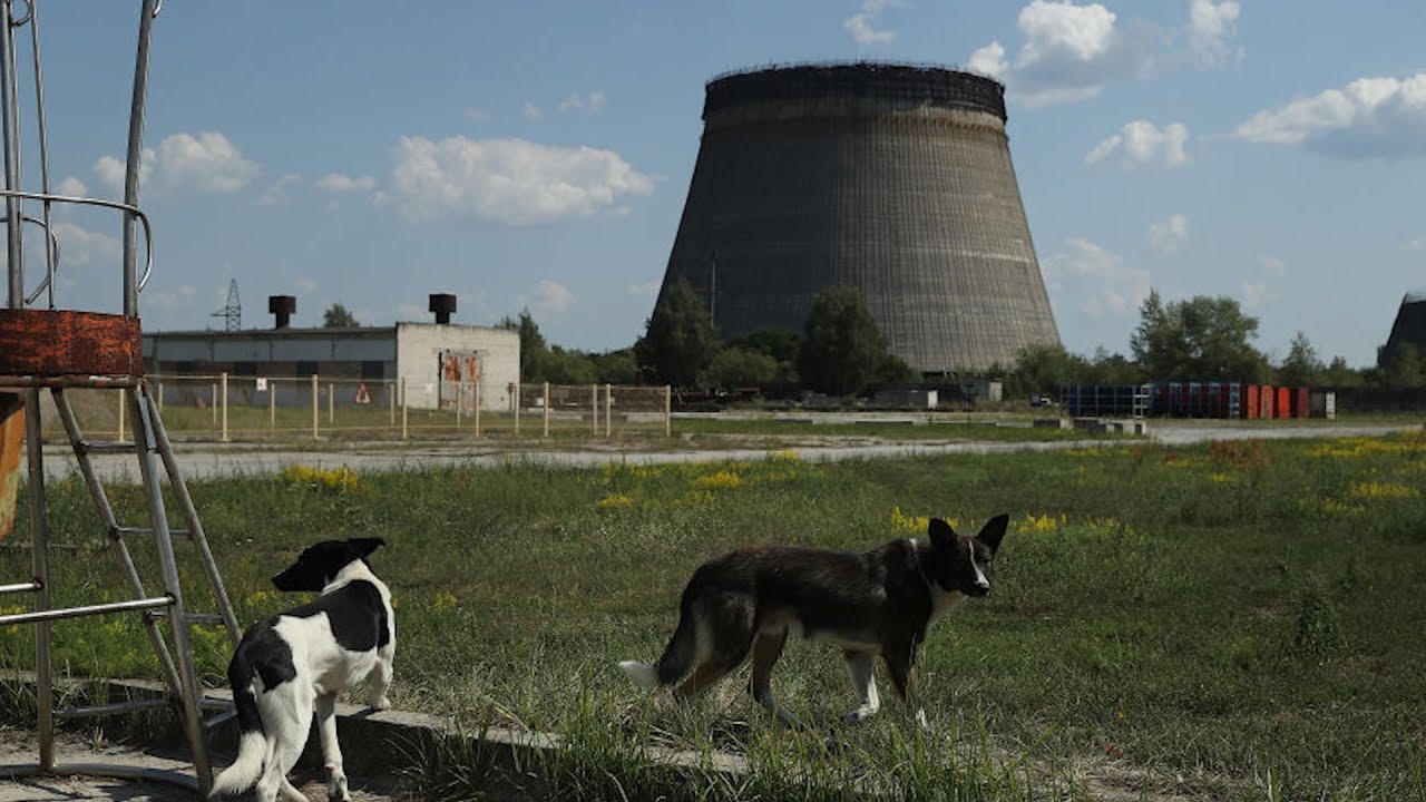 Gli animali di Chernobyl
