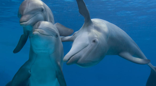 Quali sono gli animali più intelligenti