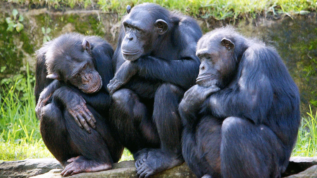 Quali sono gli animali più intelligenti Lega Nazionale per la Difesa