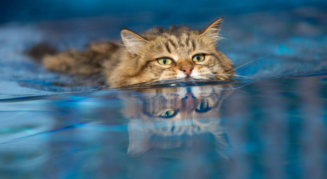 I gatti hanno paura dell’acqua, o forse no?
