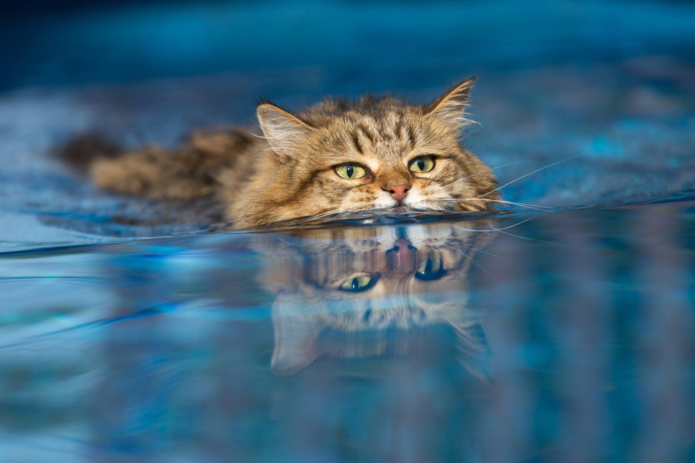 I gatti hanno paura dell’acqua, o forse no?