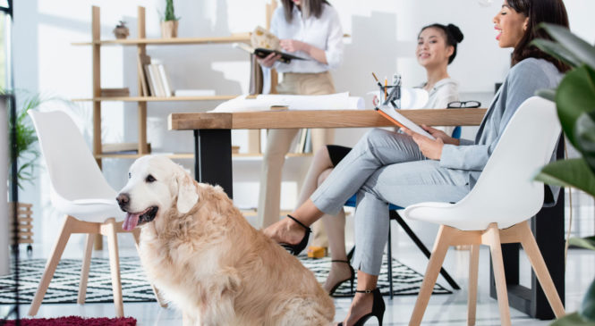Animali domestici in ufficio