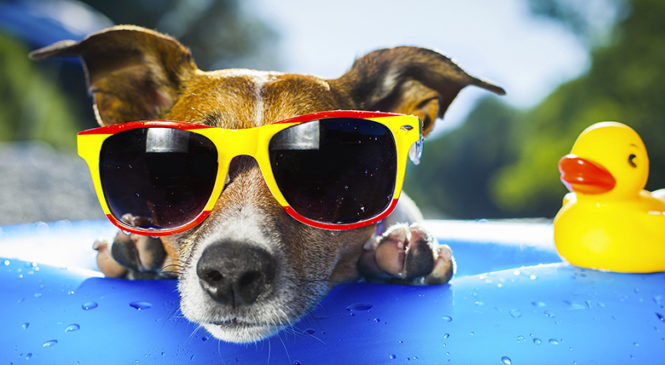 Colpo di calore del cane: prevenirlo e curarlo