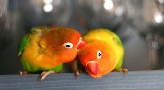 L’amore eterno: 10 animali monogami