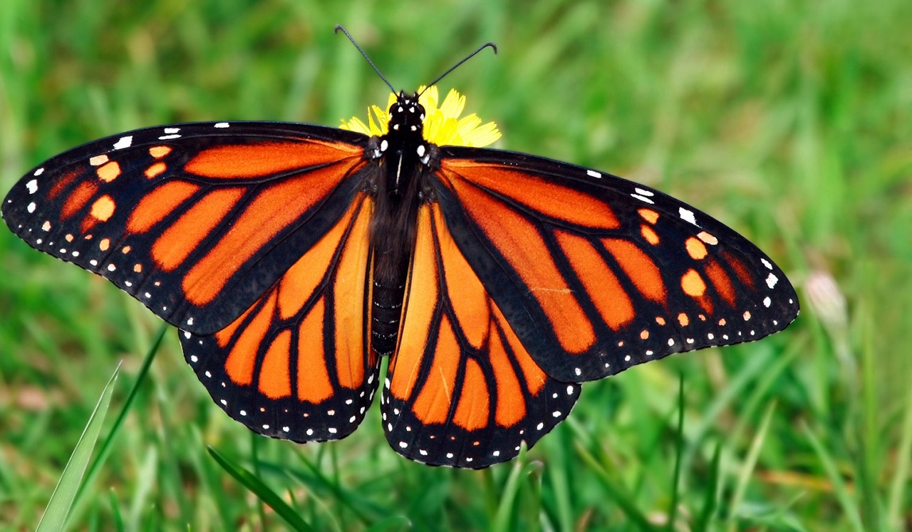 Le farfalle d’allevamento non hanno il senso dell’orientamento