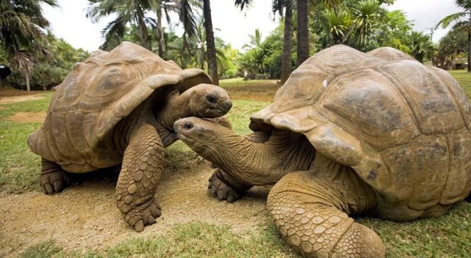 I 10 animali più longevi del mondo