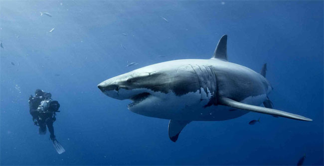 Gli squali del Mediterraneo