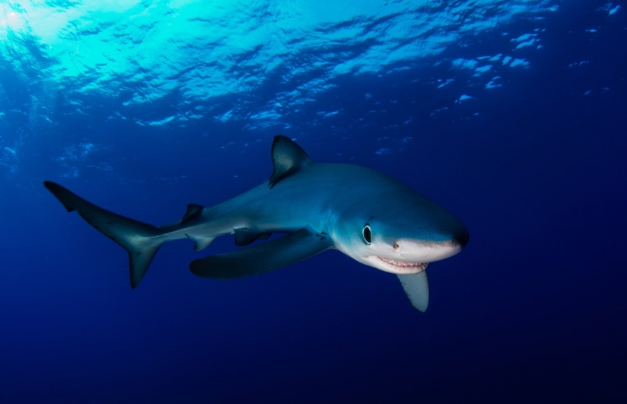 Gli squali del Mediterraneo