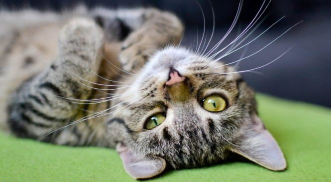 10 motivi per avere un gatto in casa