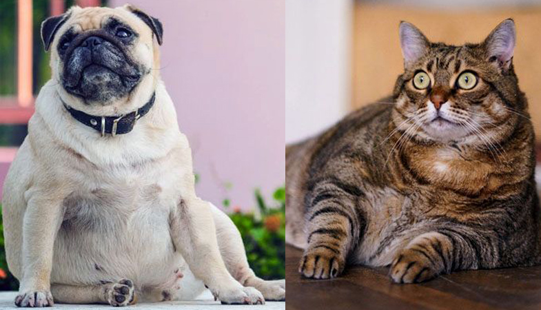 Cani e gatti obesi