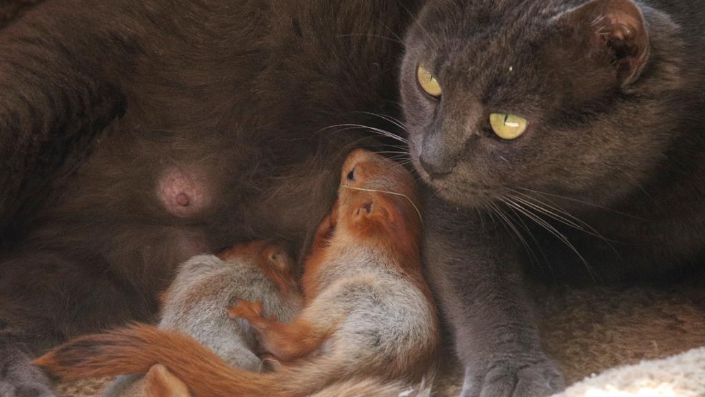 Gatta e scoiattoli