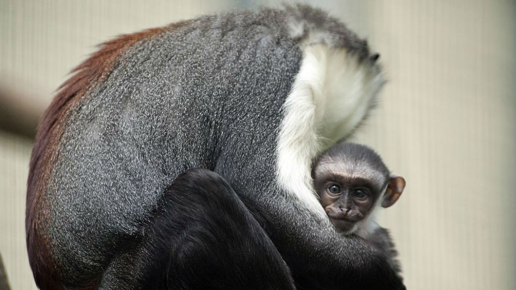 I primati a rischio estinzione