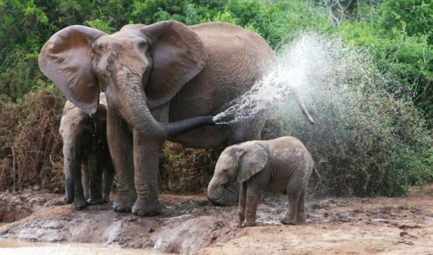 Essere mamma nel regno animale