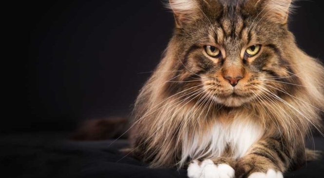Tutto sul Maine Coon