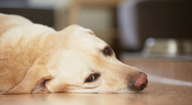 Coronavirus, gli animali domestici sono a rischio?