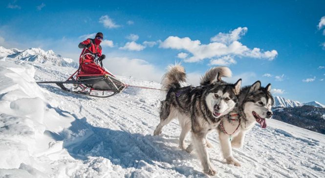Cani da sleddog e dove trovarli, la settimana bianca in slitta