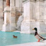 Gli animali si riprendono i loro spazi