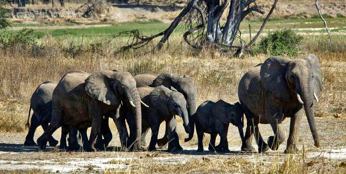 Le comunità degli elefanti
