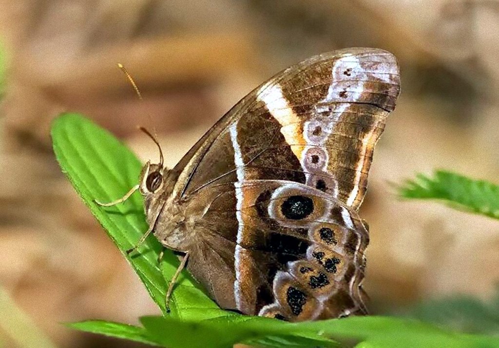Farfalle e falene cambiano dieta
