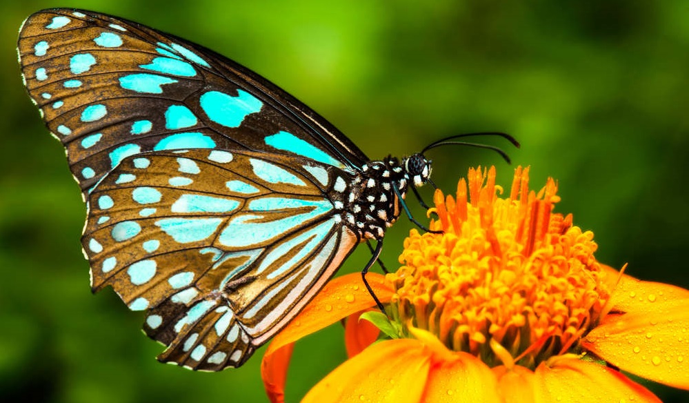Farfalle e falene