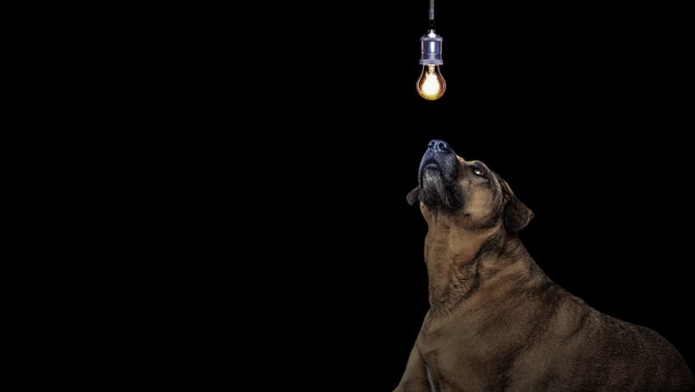 Curiosità sui cani che non conoscevi