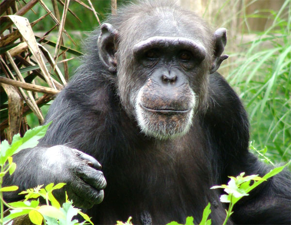 intelligenza animale santino lo scimpanzè
