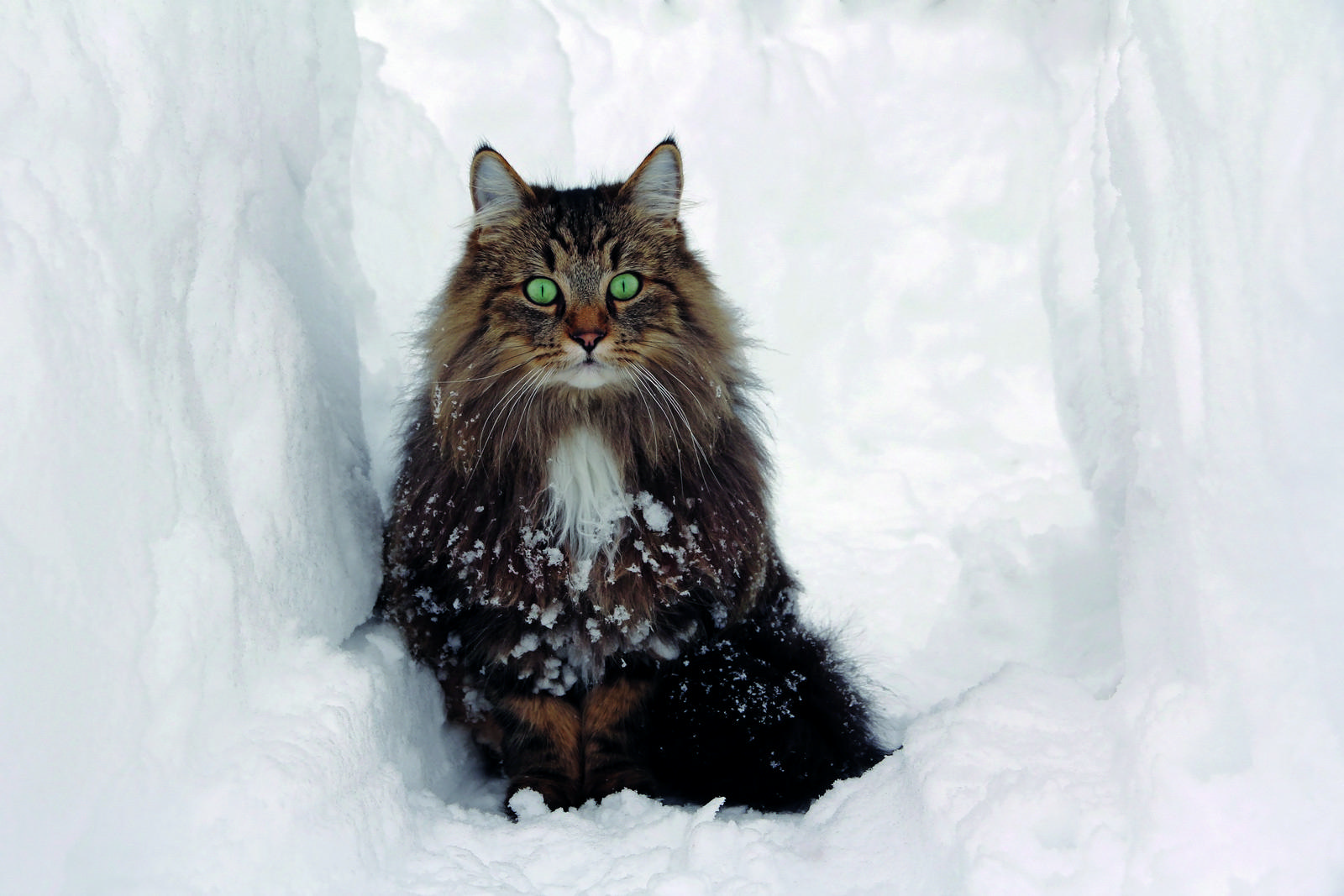 Сибирский кот в снегу