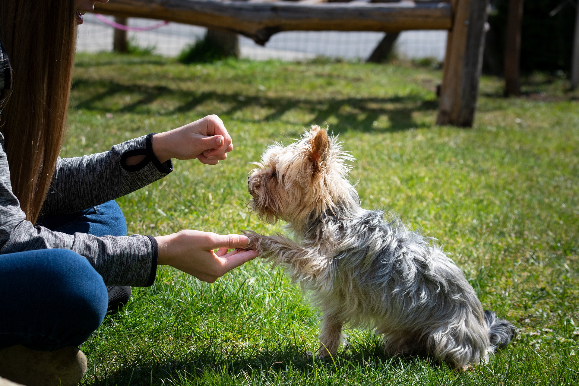 pensiero canino e addestramento