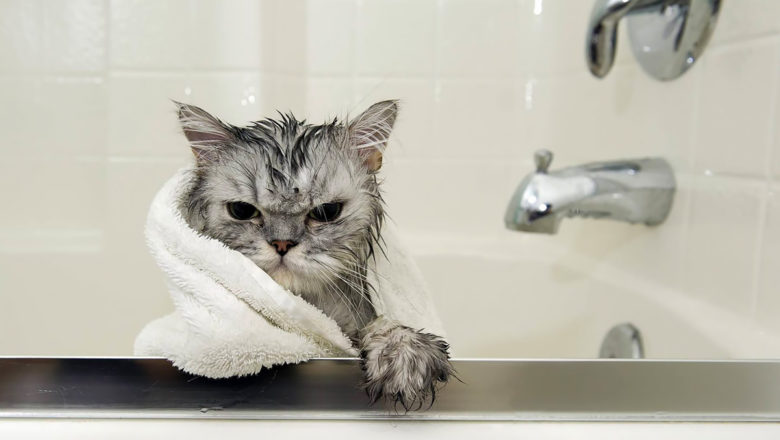 Alcune volte il gatto ha bisogno di un bagno