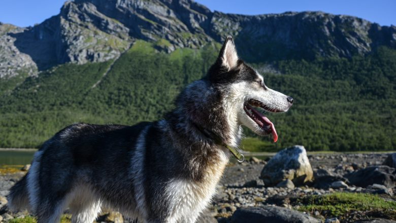 Cani in montagna: regole utili