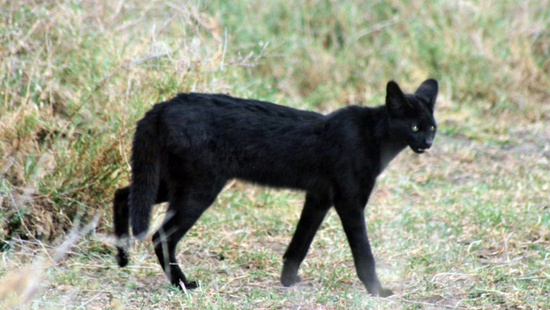 Serval, il felino scambiato per una pantera