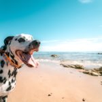 Spiagge per cani: le migliori 2021