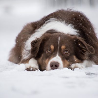 Proteggere il cane dal freddo