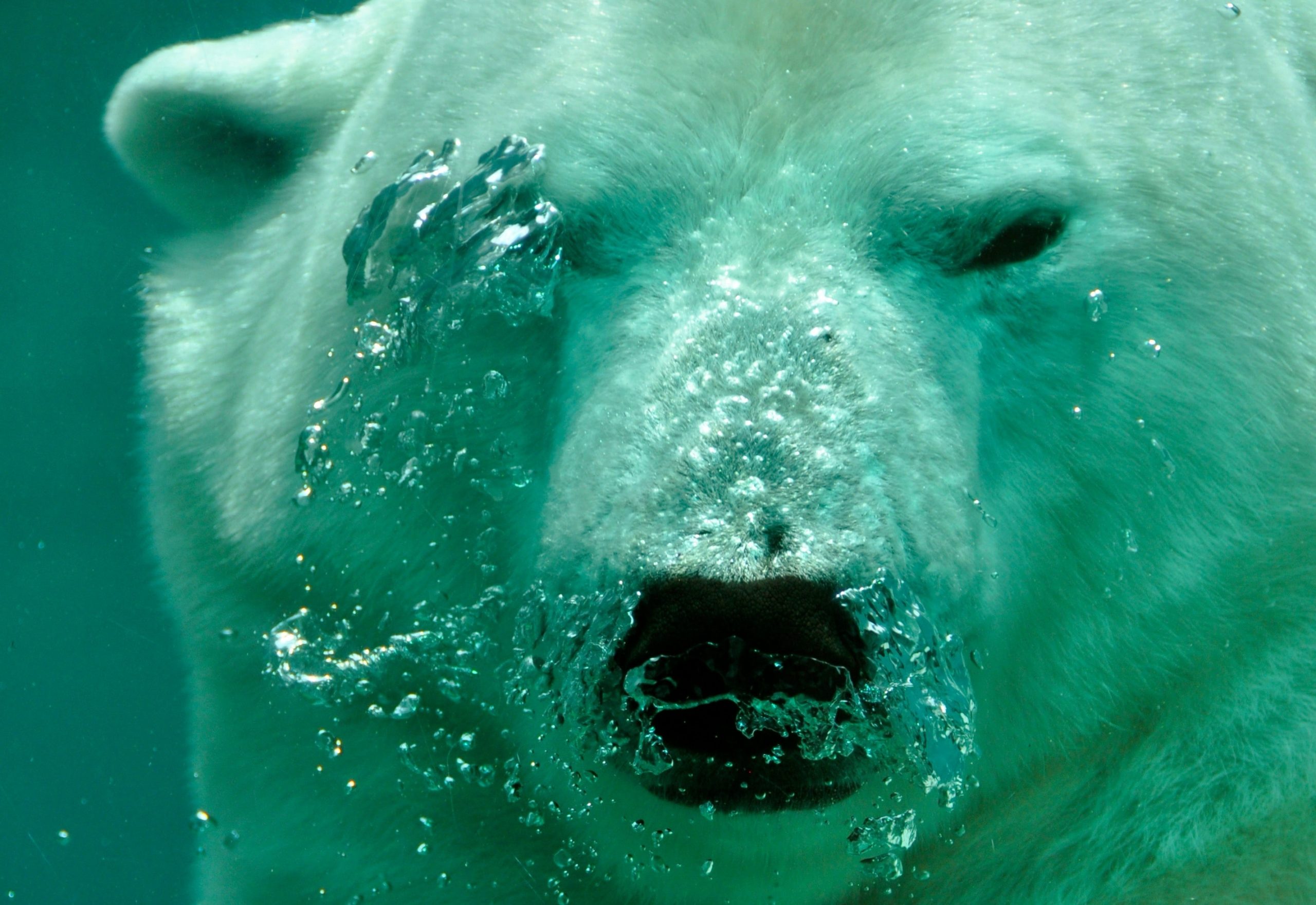 animali in via d'estinzione l'orso polare