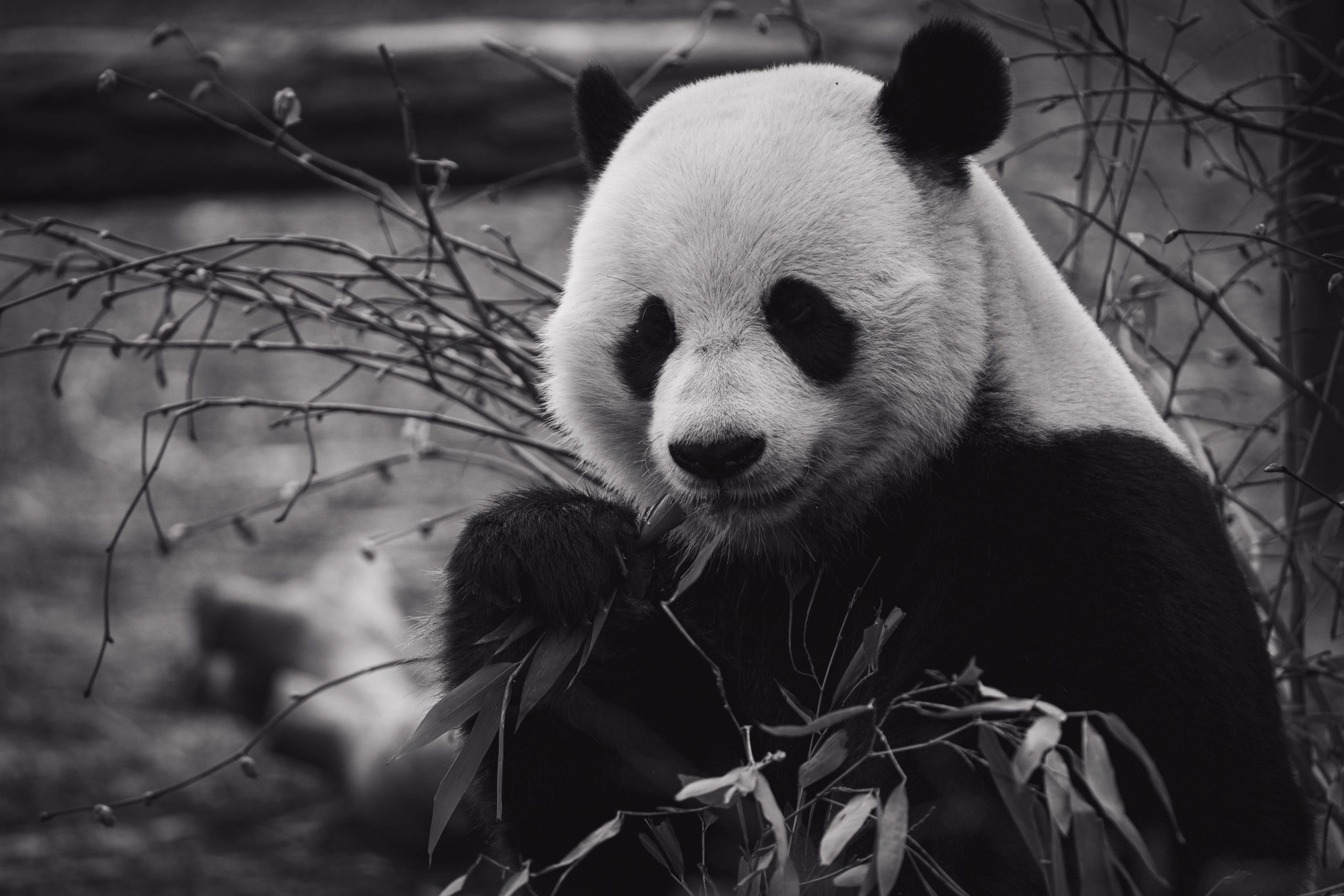 animali in via d'estinzione il panda