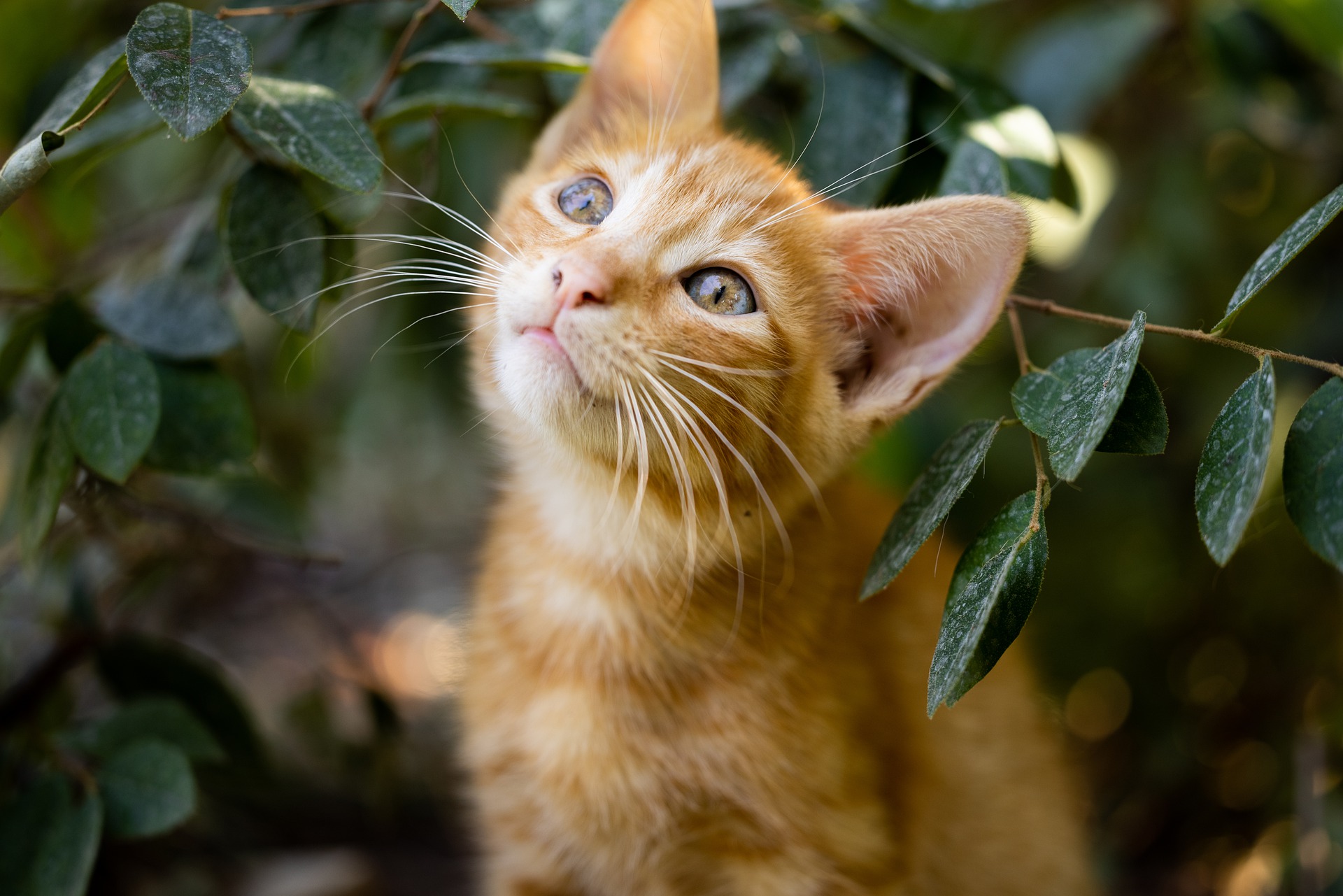 Gatto