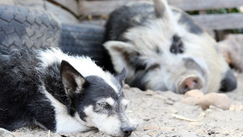 Obesità negli animali