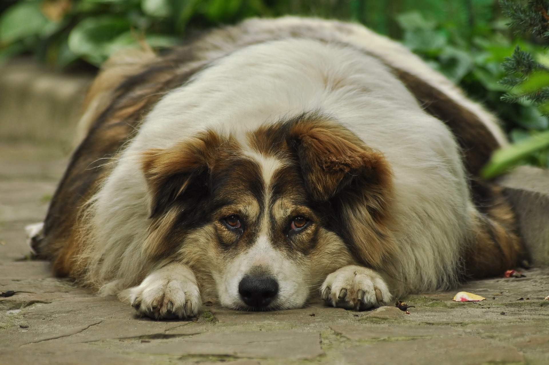 obesità negli animali il cane