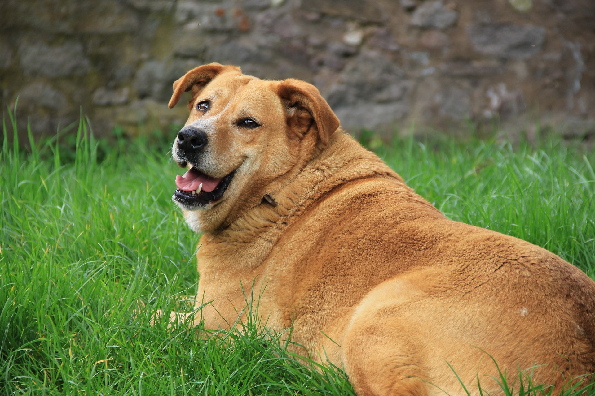 obesità nel cane sterilizzato