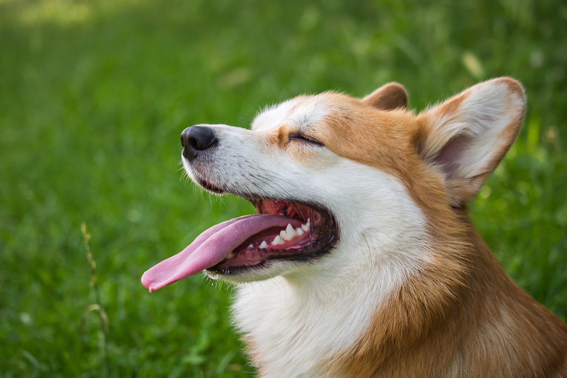 La saliva curativa del cane